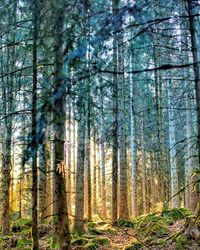 Trees growing in forest