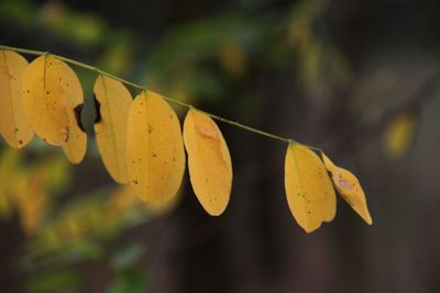 Close-up of yellow leaves against blurred background