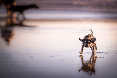 Wet puppy on beach