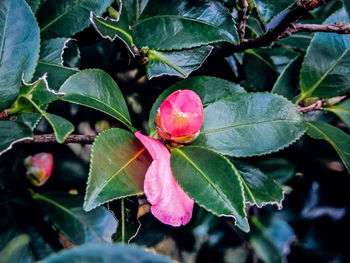 Close-up of fresh green leaves
