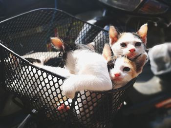 High angle view of kitten in basket