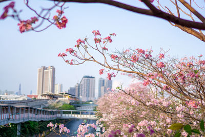 Cherry blossom tree by buildings against sky