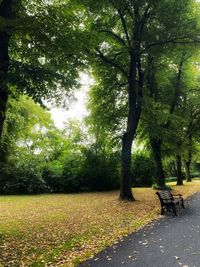 Trees in park
