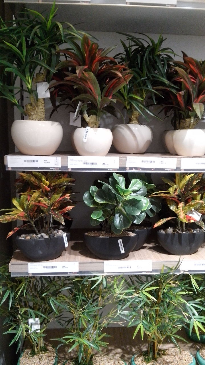 POTTED PLANTS ON GREENHOUSE