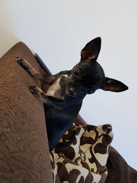 Close-up of dog at home