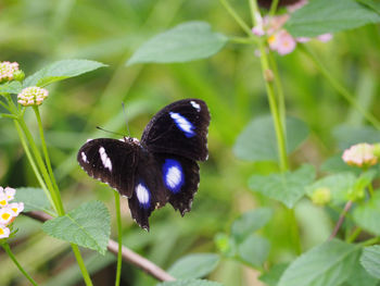 Close-up of butterfly pollinating on flower