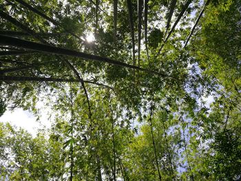 Low angle view of trees in forest