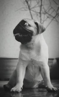 Dog sitting on floor