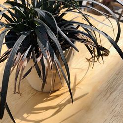 High angle view of plants on table