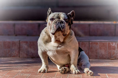 View of dog sitting on stairs