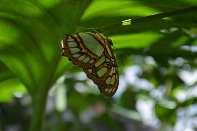 Close-up of butterfly on leaf