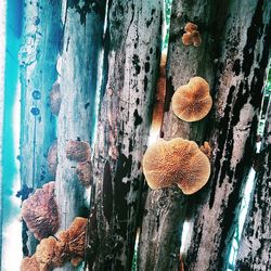 Close-up of mushrooms growing on tree trunk