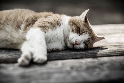 Cat relaxing on tiled floor