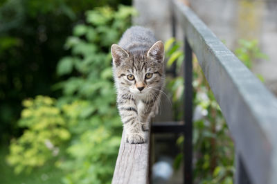 Portrait of cat on tree