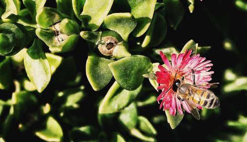 Close-up of flower blooming outdoors