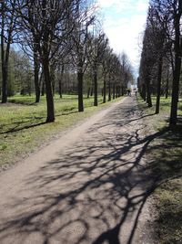 Road passing through trees