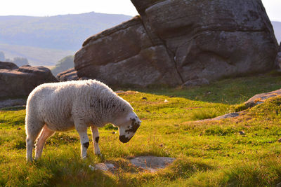 Sheep grazing on field