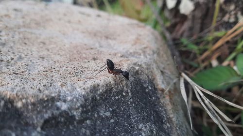 High angle view of fly on rock
