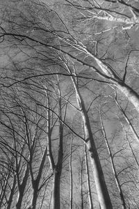 Bare trees against sky