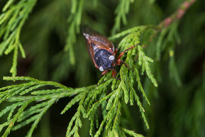 Close-up of butterfly on leaf