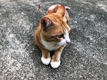 High angle view of cat on street