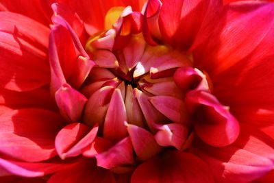 Full frame shot of red flowers