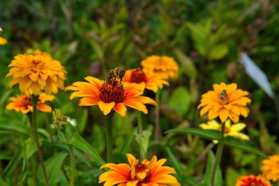 Close-up of orange flowers blooming outdoors