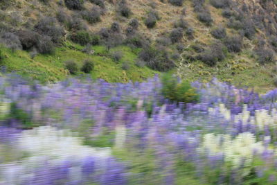 Full frame shot of purple flowering plants on land