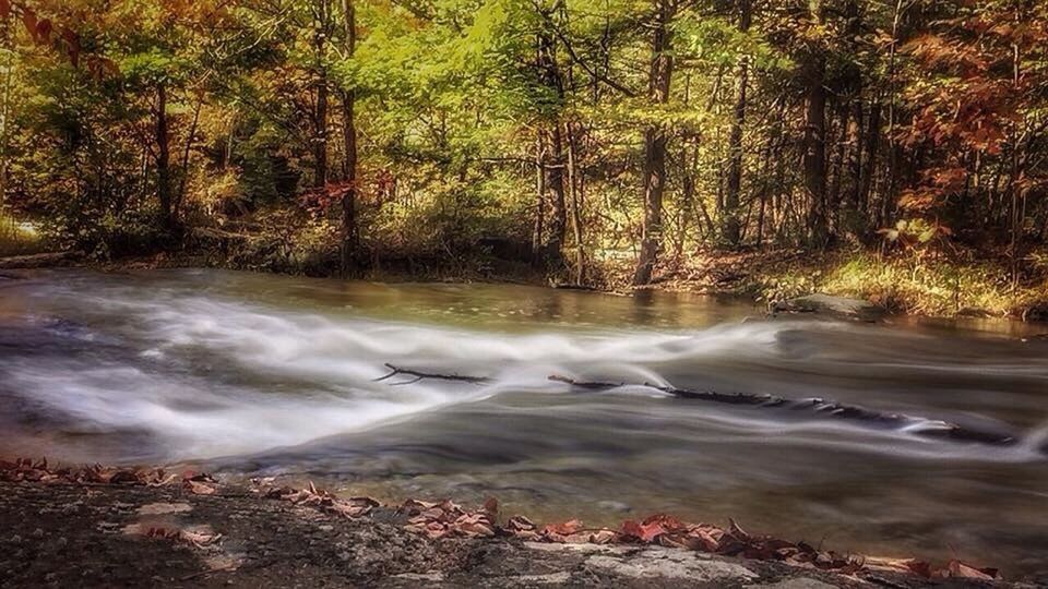 VIEW OF STREAM FLOWING THROUGH FOREST