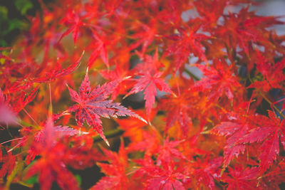 Close-up of red maple leaves