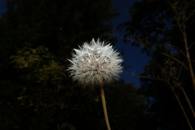 Close-up of dandelion against sky at night