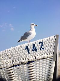 Close-up of seagull perching on white chair