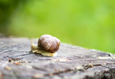 Close-up of snail