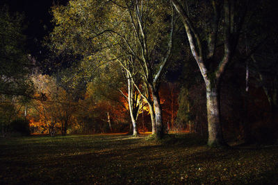 Trees in forest during autumn