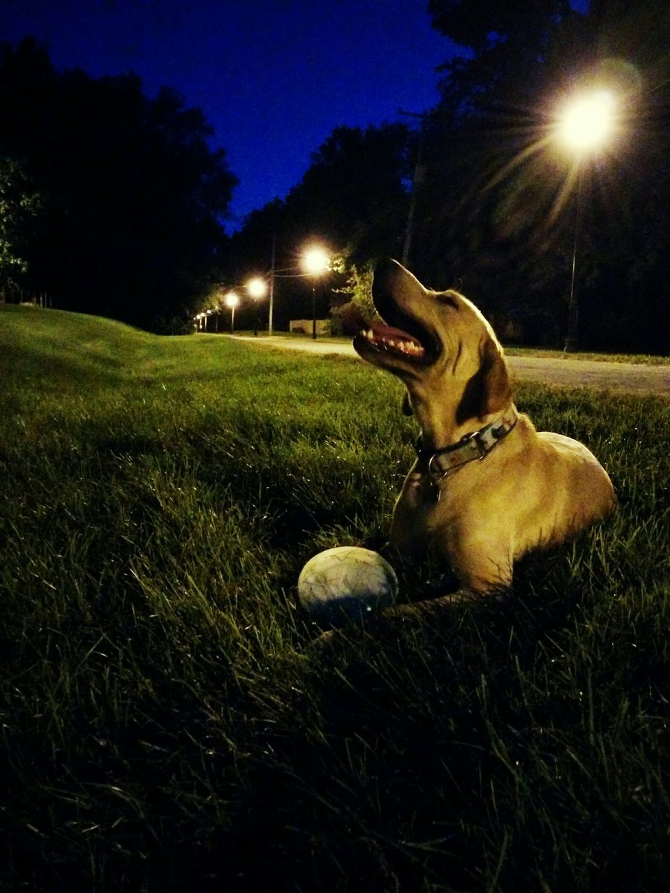 grass, night, pets, animal themes, field, grassy, one animal, illuminated, mammal, green color, domestic animals, sky, relaxation, sitting, outdoors, sunlight, no people, nature, lens flare, dog