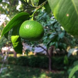 Close-up of fruits growing on tree