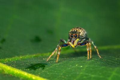 Close-up of spider