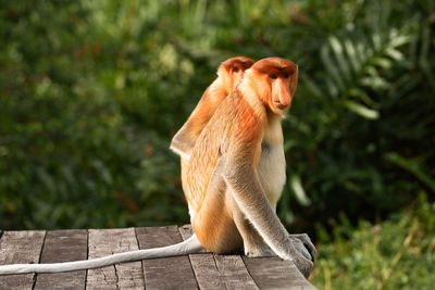 Monkey sitting on wood