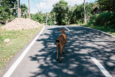 Dog running on road