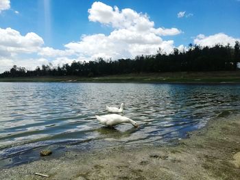 Swan swimming in lake against sky