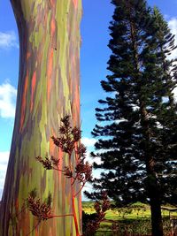 Low angle view of trees against blue sky