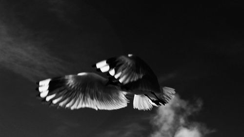 Close-up of bird flying