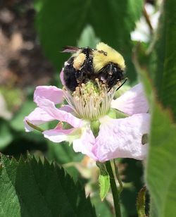 Close-up of bee on flower