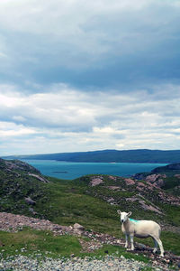 Side view of lamb standing on grass against cloudy sky