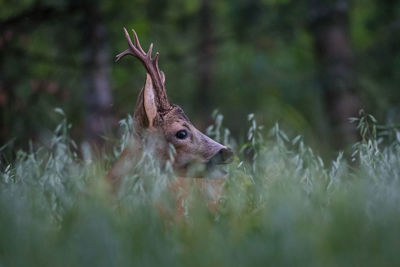 Deer in a field