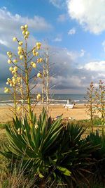 Close-up of plants by sea against sky