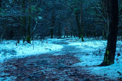 Trees on snow covered landscape