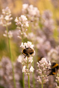 Close-up of bee pollinating on flower