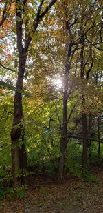 Trees on field in forest against sky