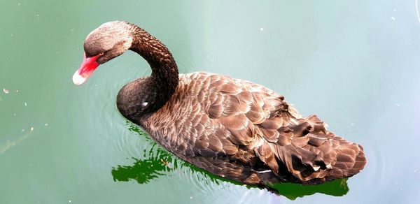 Close-up of swan swimming in lake